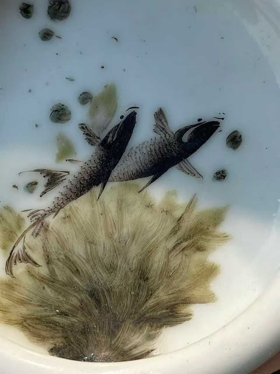 邓碧珊风格粉彩鱼藻纹笔洗 款：江西景镇名瓷